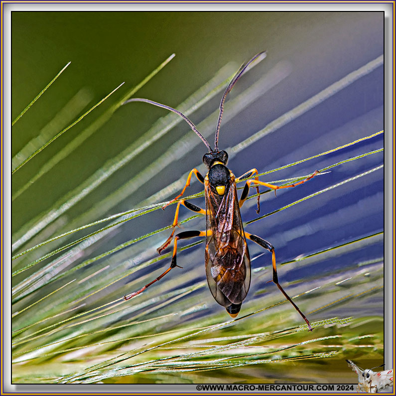 Clytus Arietis